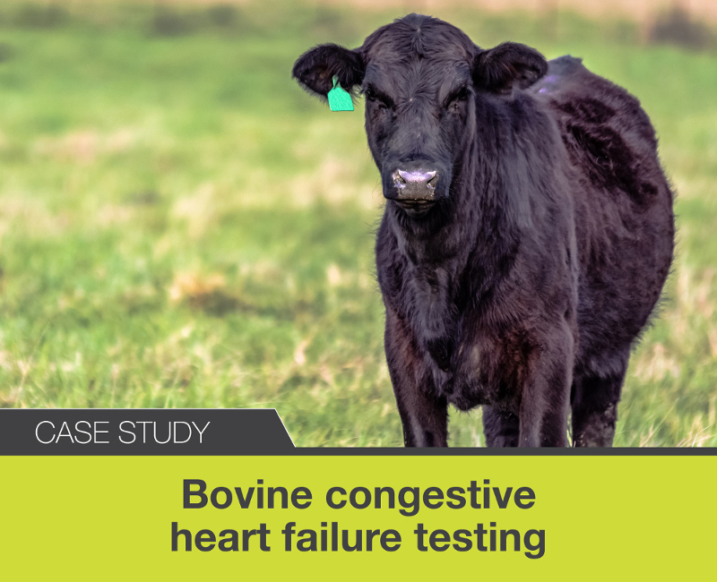 Animal Health veterinarians examining cow with Bovine Congestive Heart Failure (BCHF)