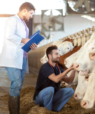 Veterinarians caring for cattle