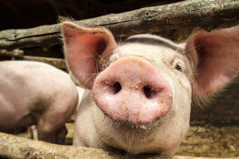 MatMaCorp Animal Health Industry