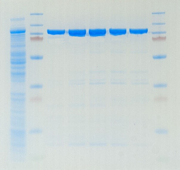 SDS-PAGE gel showing fractions of MatMaCorp Taq DNA Polymerase