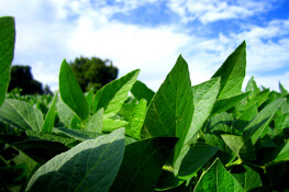 MatMaCorp Plant Health Industry