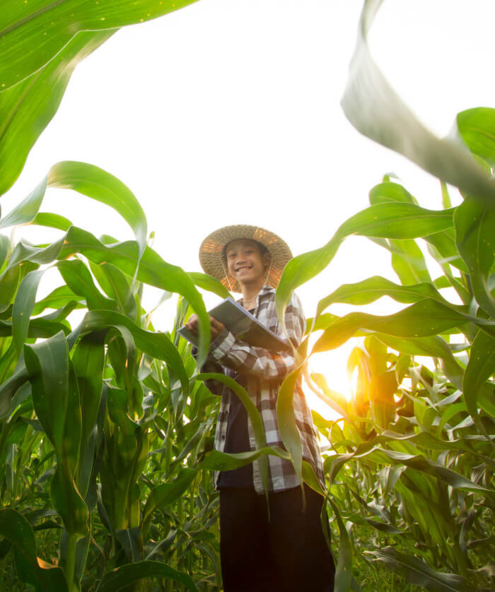 Plant scientist tetsting in corn field